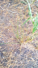 Juncus dichotomus