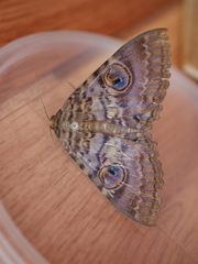 Speiredonia spectans