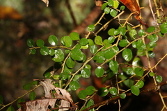 Maclura cochinchinensis