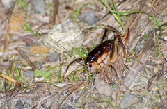 Apotetamenus clipeatus