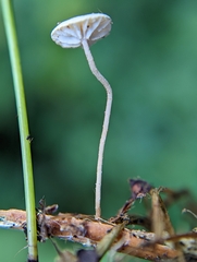Marasmius