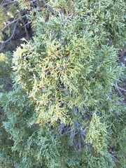 Juniperus scopulorum
