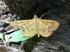 Meroctena staintonii