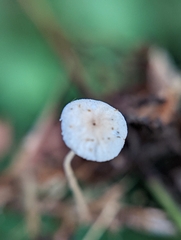Marasmius