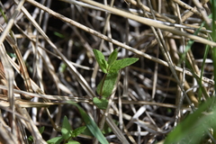 Scutellaria galericulata