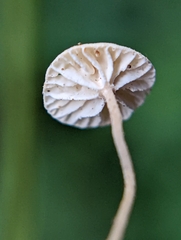 Marasmius
