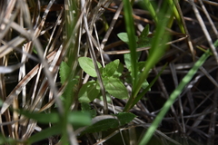 Scutellaria galericulata