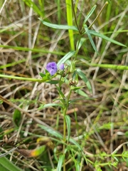Veronica gracilis