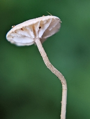 Marasmius