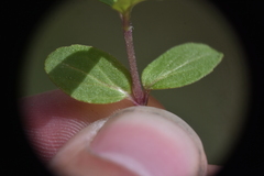 Scutellaria galericulata