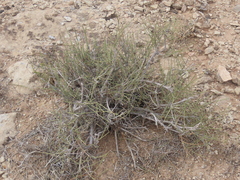 Ephedra viridis
