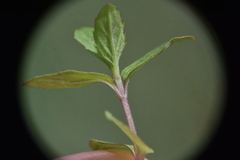 Scutellaria galericulata
