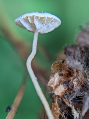 Marasmius
