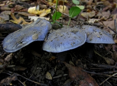 Phlegmacium velicopium