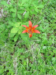 Lilium pensylvanicum