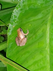 Microhyla palmipes
