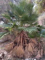 Washingtonia