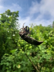Eriophora
