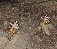 Aphyllon parishii parishii