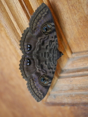 Speiredonia spectans