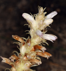 Aphyllon parishii parishii