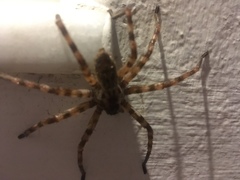 Eusparassus walckenaeri
