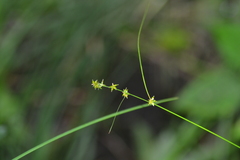 Carex rosea