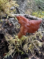 Gyromitra