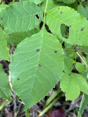 Mycosphaerella fraxinicola