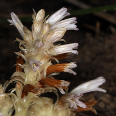 Aphyllon parishii parishii