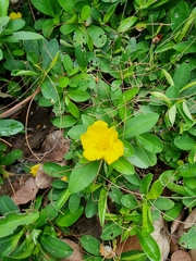Hibbertia scandens