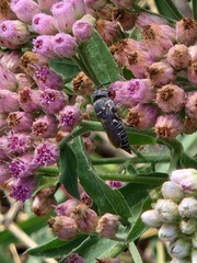 Synocoelioxys