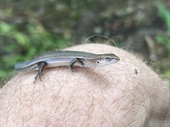 Lampropholis