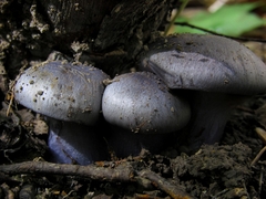 Phlegmacium velicopium