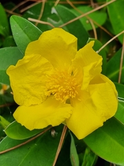 Hibbertia scandens