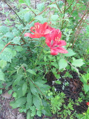 Lilium pensylvanicum
