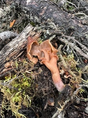 Gyromitra