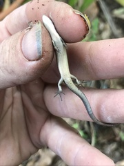 Lampropholis