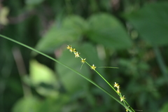 Carex rosea