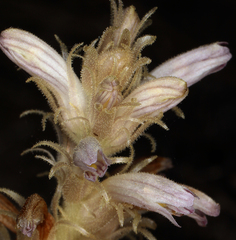 Aphyllon parishii parishii