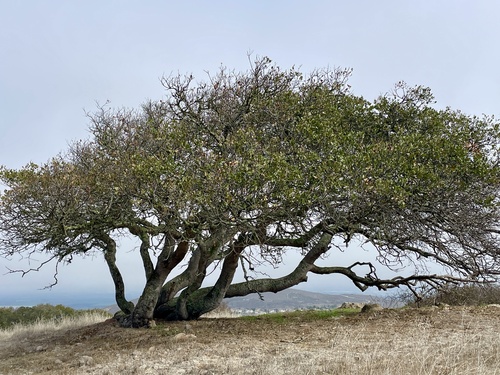 Coast Live Oak foliage