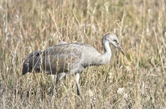 Antigone canadensis