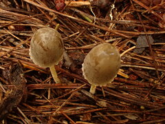 Mycena griseoviridis