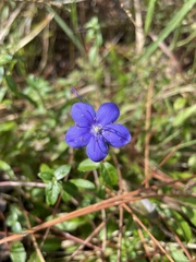Hydrolea corymbosa