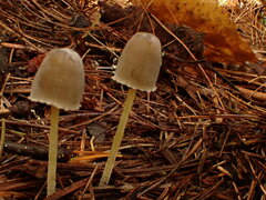 Mycena griseoviridis