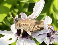 Melanoplus yarrowii