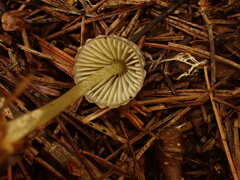 Mycena griseoviridis