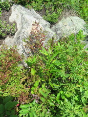 Lilium pensylvanicum