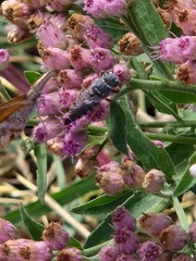 Synocoelioxys