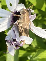 Melanoplus yarrowii